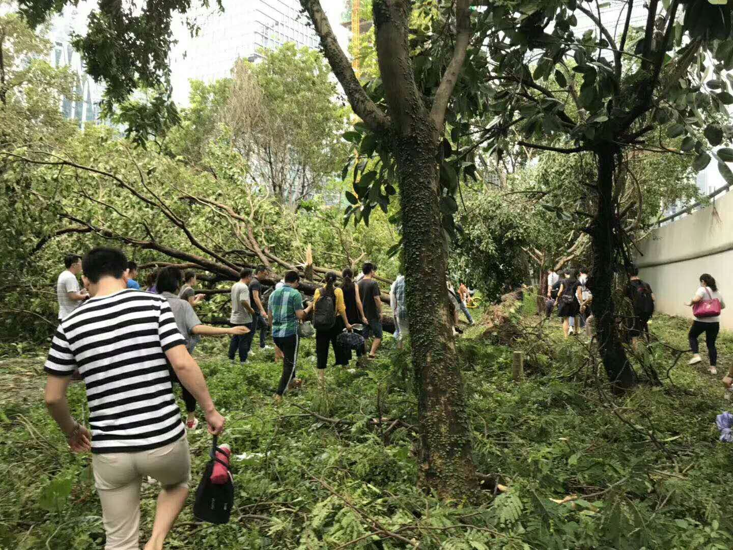 晶振厂家带你看深圳台风山竹带来的一系列连锁反应